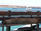 Galapagos 1-1-08 Baltra Sea Lion at Aeolean Cove We got through the arrival area in the Baltra airport fairly quickly, paying the fees to get into the park. Once outside the terminal we were greeted by the naturalist guide from our ship, met our fellow passengers, picked up our luggage and boarded a bus for the dock area, where sea lions lounged on our seats. Down at the dock, we all put on life jackets and boarded pangas that were waiting in the water. The pangas took us from the ship to shore every day.